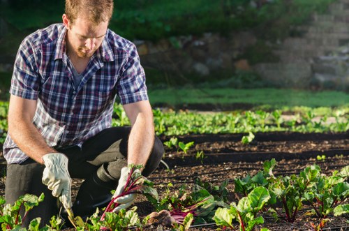 Professional garden maintenance in a Tottenham Hale outdoor space