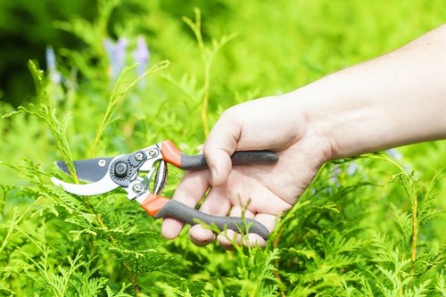 Overgrown garden clearance and lawn restoration in Tottenham Hale