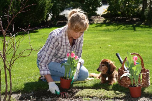 Local Tottenham Hale gardeners providing lawn and planting maintenance
